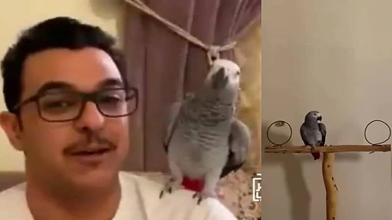 شاهد.. ببغاء يقلد صوت صاحبه ويقيم الصلاة