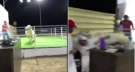 بالفيديو.. تيس يهرب من المزاد بقفزه مفاجئة ويعتدي على " لجنة التحكيم "