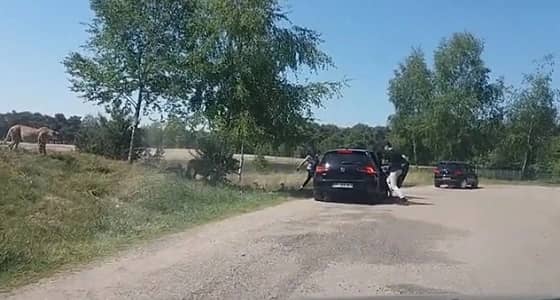 بالفيديو.. مجموعة فهود تهاجم عائلة تركت سيارتها في رحلة سفاري