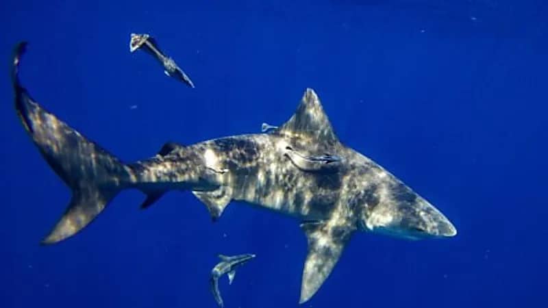 طفل يفقد ساقه بعد هجوم سمكة قرش عليه داخل المياه