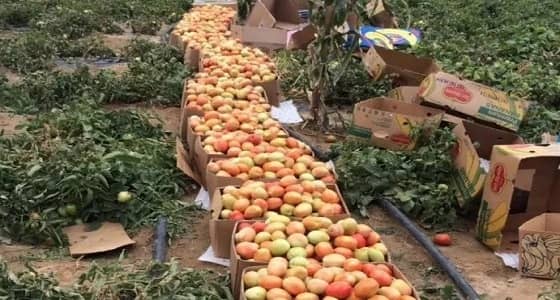 تشكيل لجنة رباعية لمراقبة المنتجات الزراعية