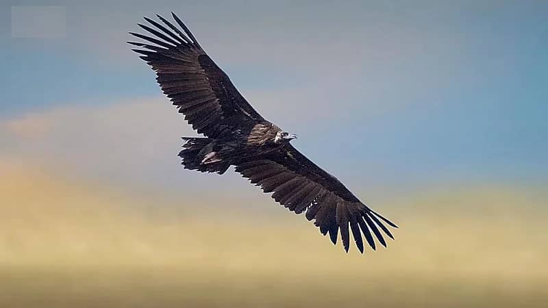 رصد النسر الأسود الأوراسي في محمية الإمام تركي بن عبدالله
