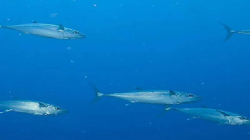 وزارة البيئة تعلن انتهاء فترة حظر صيد الكنعد