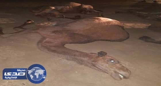 بالصور.. نفوق 5 نياق وإصابة صاحبها بسبب صاعقة رعيدة بالطائف