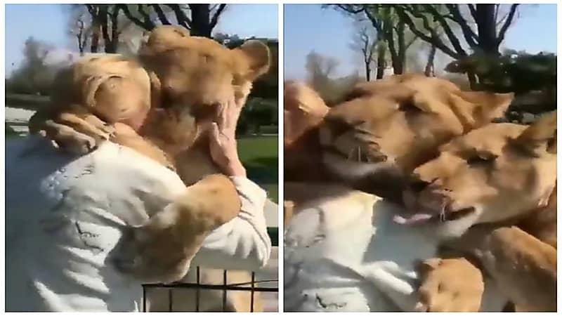 مشهد مؤثر لأسدان يحتضنا امرأة كانت ترعاهم بلهفة بعد فراق سنوات .. فيديو