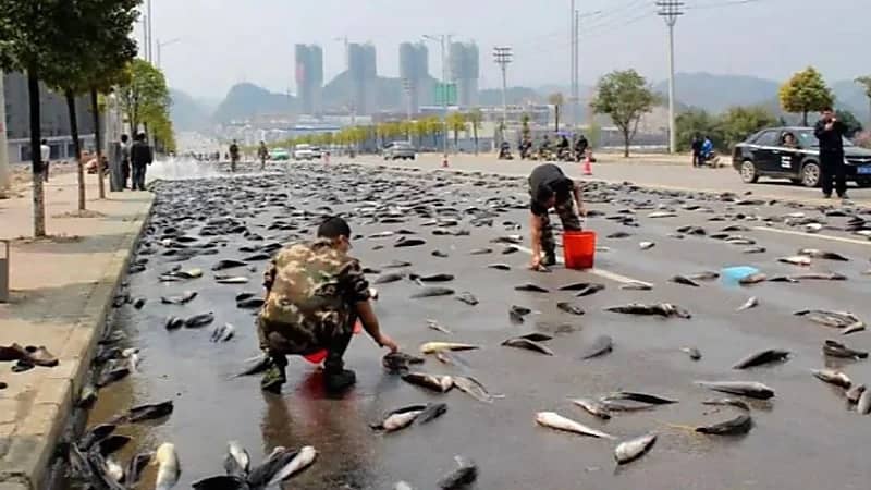 تساقط الأسماك كالأمطار من السماء في ظاهرة تثير ذعر السكان