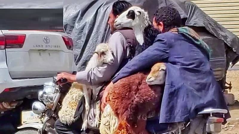 شاهد.. دراجة نارية تحمل 6 خراف بشوارع اليمن