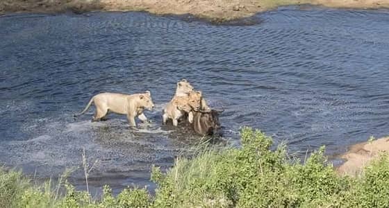 بالصور.. 4 لبؤات تستدرجن حيوانا بريا لافتراسه في النهر