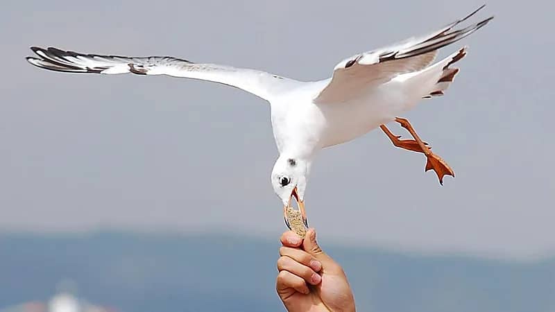 نورس يصيب امرأة بجروح خطيرة في رأسها.. صور