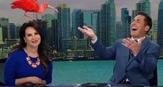 بالفيديو.. طائر يقتحم الاستوديو ويستقر على رأس مذيعة