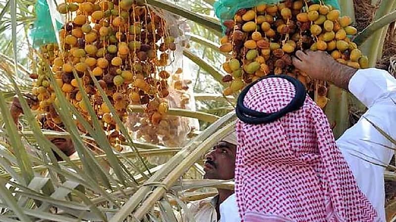 927 مليون ريال صادرات سعودية من التمور إلى 107 دولة حول العالم