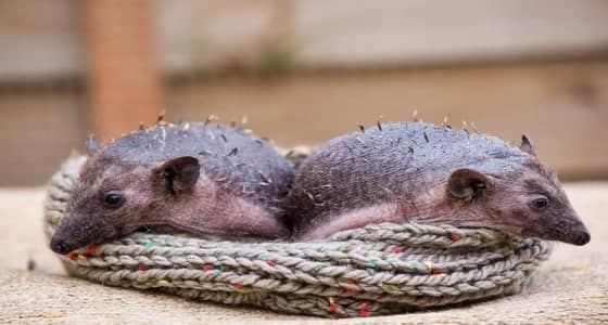 بالصور.. ولادة نادرة لقنفذين بدون شوك