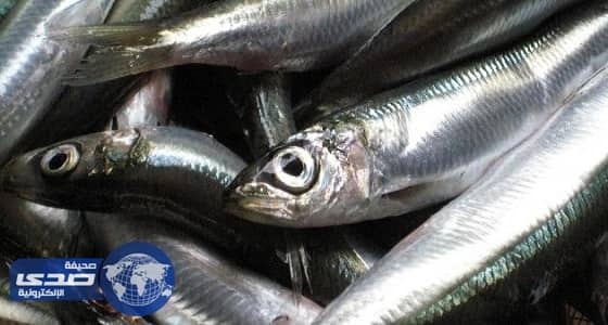 المجلس الدولي يمنع صيد السردين في البرتغال وأسبانيا