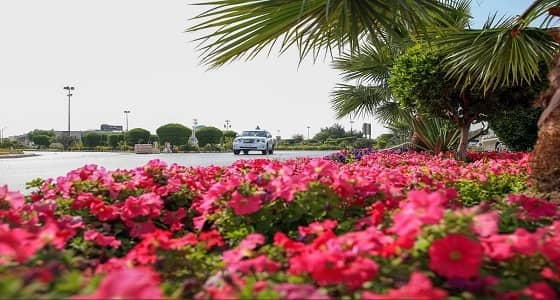 بالصور.. أكثر من 2 مليون زهرة تُزيِن شوارع بريدة بالقصيم