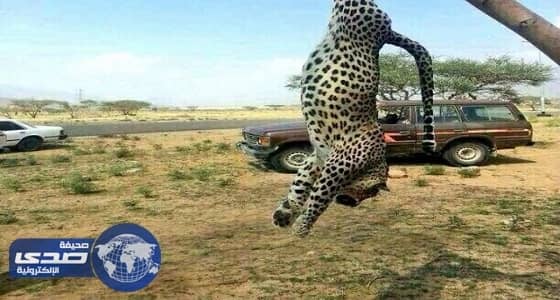 النمر العربي يظهر في قرى " بني سليم " ويقتل 6 من الإبل