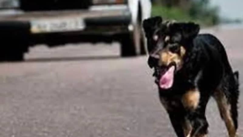 إصابة 6 أشخاص بسبب هجوم عنيف من كلب ضال