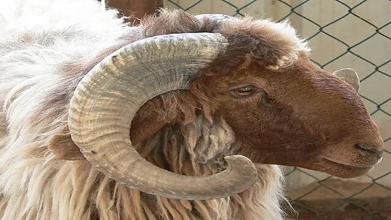 المملكة ترفع الحظر عن صادرات الأغنام من الأردن