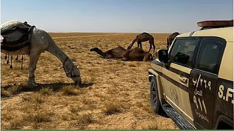 ضبط مواطن ارتكب مخالفة رعي في محمية الملك عبدالعزيز الملكية