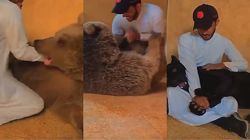بالفيديو..أسامة الدغيري يداعب نمرًا ودبًا مفترسين ببريدة