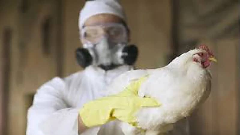 "خبير" يوضح خطر الفيروس الذي حول الحمام إلى زومبي