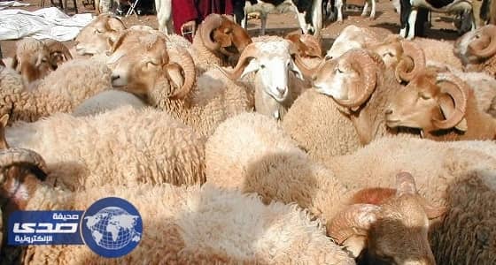 ⁠⁠⁠⁠⁠" الزراعة " : مليوناً رأس ماشية لتلبية احتياجات الحجاج والمضحين