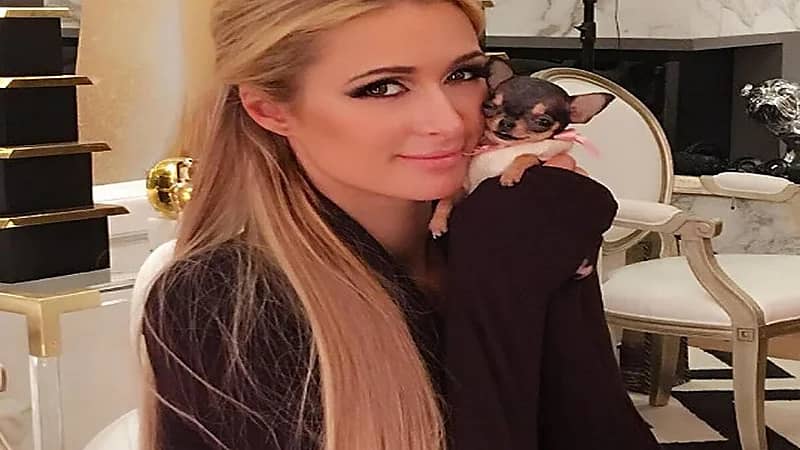 صور.. ممثلة تدلل كلبها بحقيبة قيمتها 5500 دولار