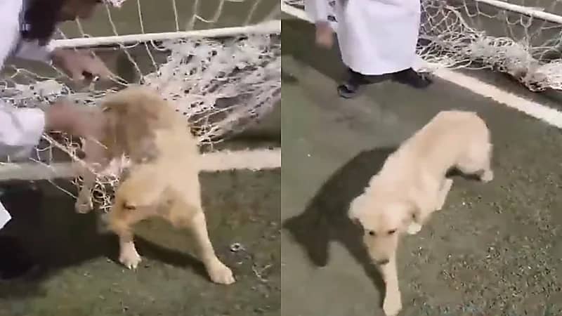 شاهد.. شبان ينقذون كلبًا عالقًا بعد سماعهم بكاء كالطفل