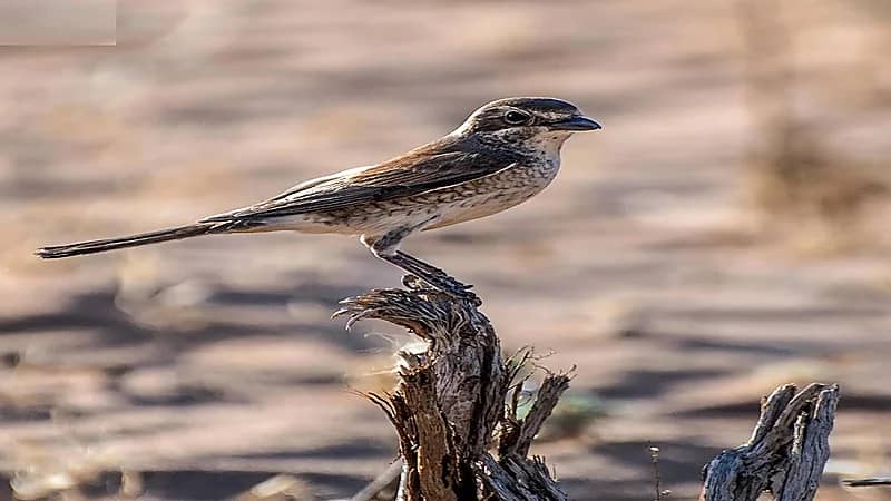 رصد طائرَي صرد أحمر الظهر وصرد أحمر القنّة في الحدود الشمالية