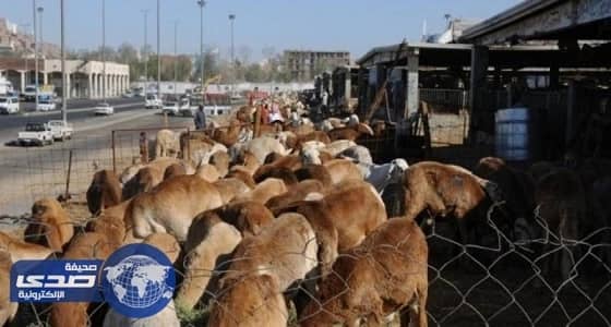 بلدية المجاردة تكثف الرقابة الصحية على المسلخ والمطابخ