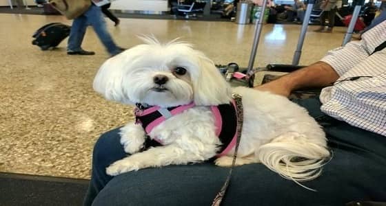 كلبة بعين واحدة تذهب في رحلات ترفيهية بأمريكا