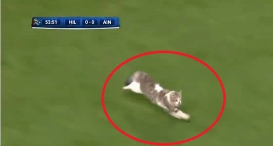 بالفيديو.. قط يقتحم مباراة " الهلال والعين "