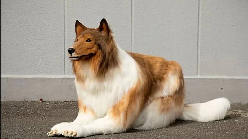 رجل ينفق 16 ألف دولار لتقليد شكل كلب