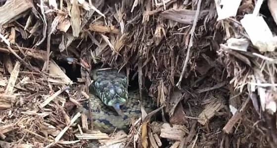 بالفيديو.. تحد مرعب للعثور على ثعبان وسط كومة سماد عضوي