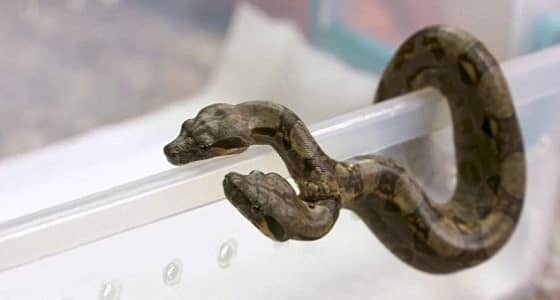 بالصور.. أفعى برأسين وقلبين