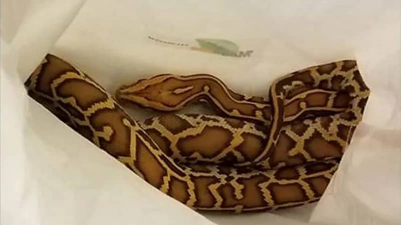 رجل يُهرب 3 ثعابين داخل سرواله