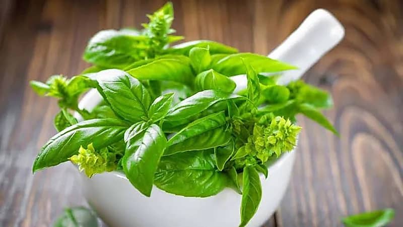 "الريحان" يقلل من الاكتئاب