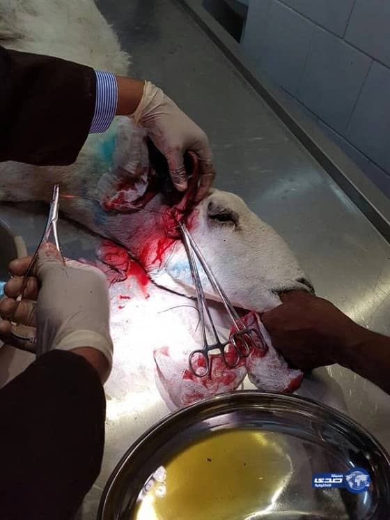 "البيئة والزراعة" تنفي وجود فيروس "قاتل"يصيب الأضاحي(صور)