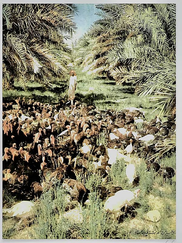 تربية الدواجن في أحد مزارع الخرج