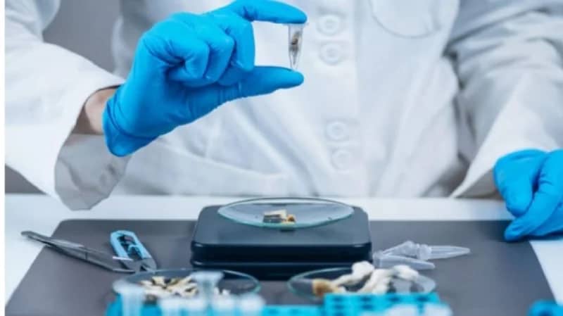 دراسة: الفطر السحري أثبت فعالية في علاج الاكتئاب