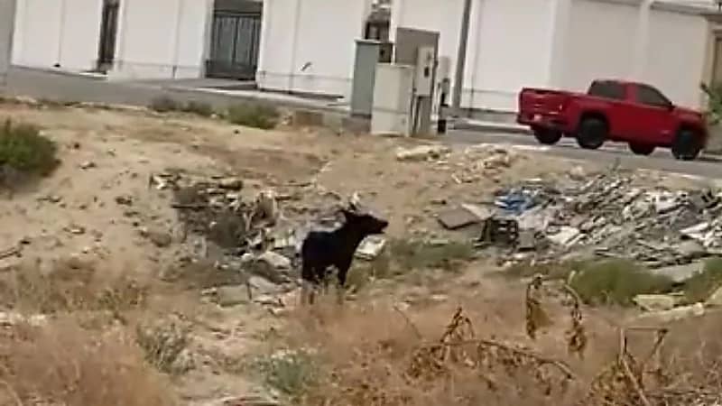 شاهد.. ذئب يتجول داخل حي المنتزه بالدمام