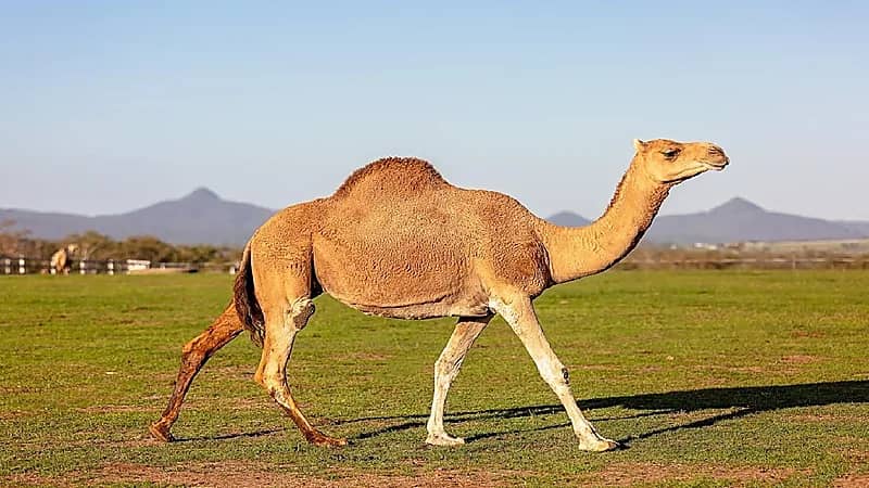 بالفيديو.. الماضي: برنامج وثقها سيكون إلزامي لمن أراد الدخول في مهرجانات الإبل