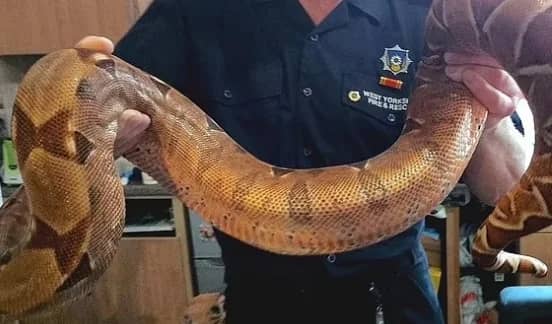 بالصور.. رجل يعثر على ثعبان ضخم أسفل سريره