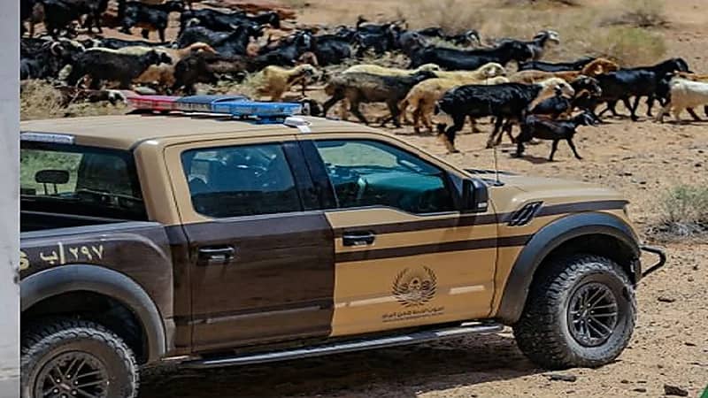 ضبط 16 مخالفًا لنظام البيئة لارتكابهم مخالفات رعي