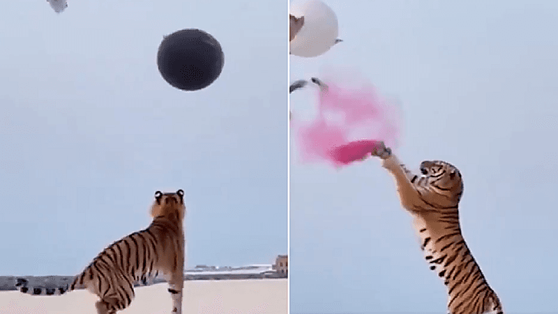 بالفيديو.. زوجان يستعينان بنمر للكشف عن مولودهما