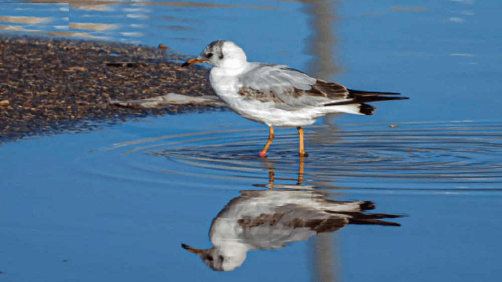 رصد نورس أسود الرأس في سماء الحدود الشمالية
