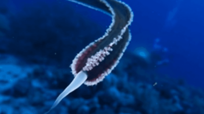 بالفيديو.. ظهور كائن حي غريب في البحر الأحمر يثير رعب الغواصين