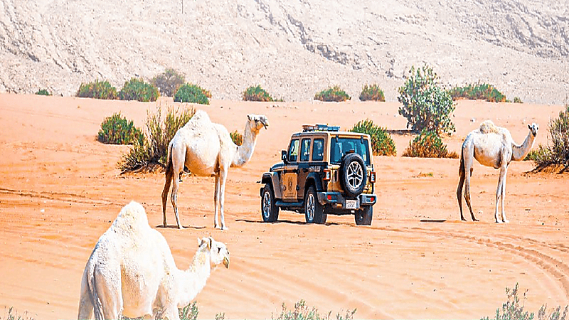 الأمن البيئي يوقف 145 مخالفًا لنظام البيئة لارتكابهم مخالفات رعي