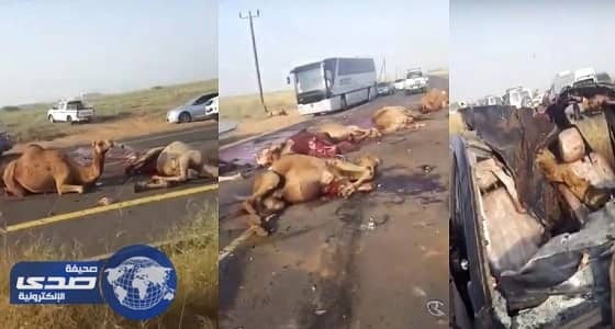 بالفيديو.. نفوق عدد من الجمال في حادث مروع