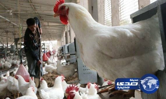 كوريا الجنوبية تعدم 30 مليون طائر بسبب تفشي الإنفلونزا