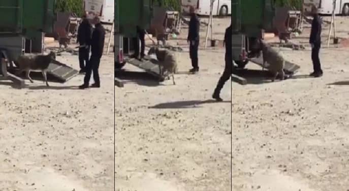 بالفيديو.. إسرائيل تعتقل نعجة